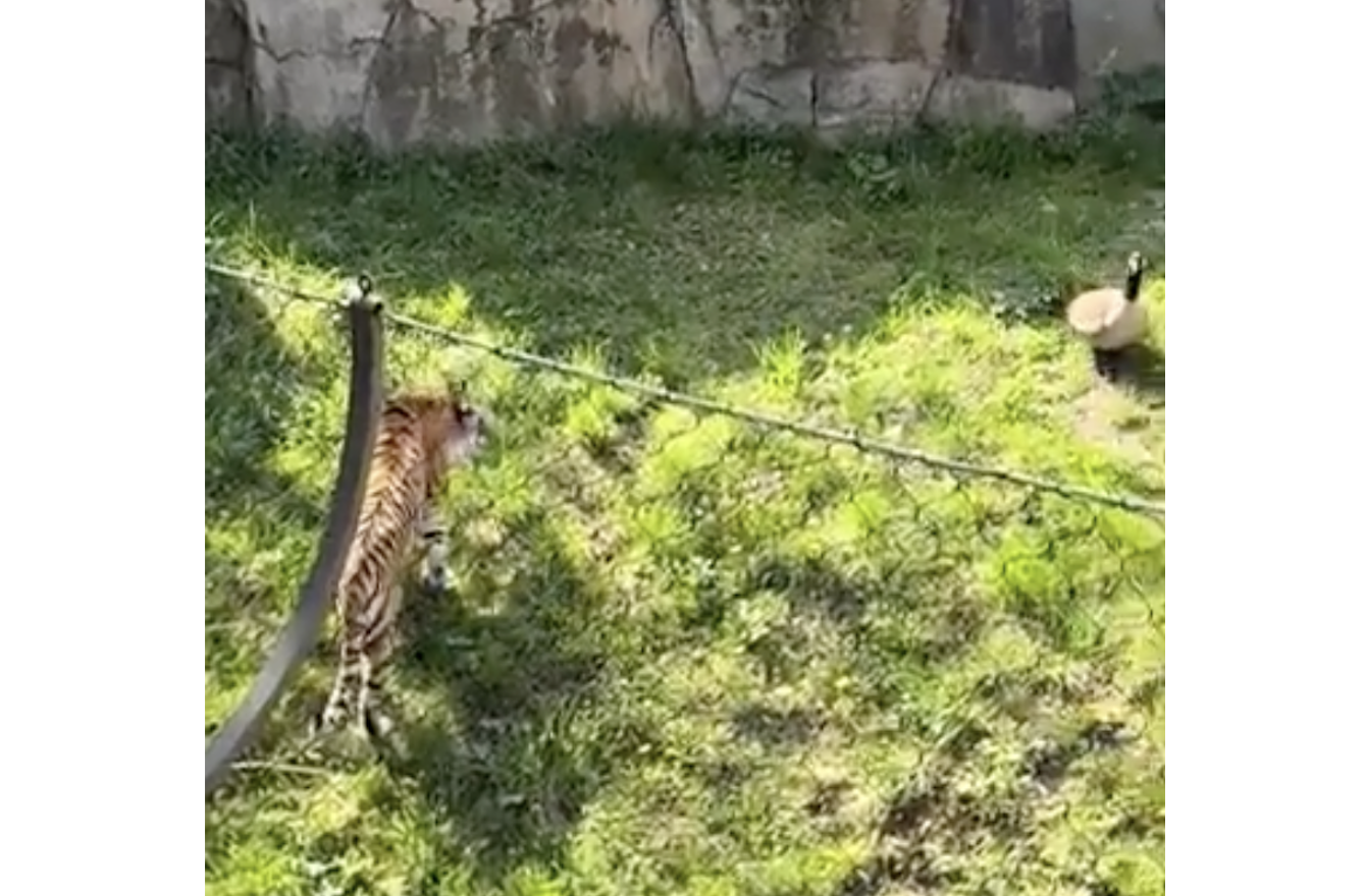 TRENDING NOW: Canada goose vs. tiger | iNFOnews.ca